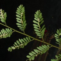 Phyllanthus racemosus L.f.
